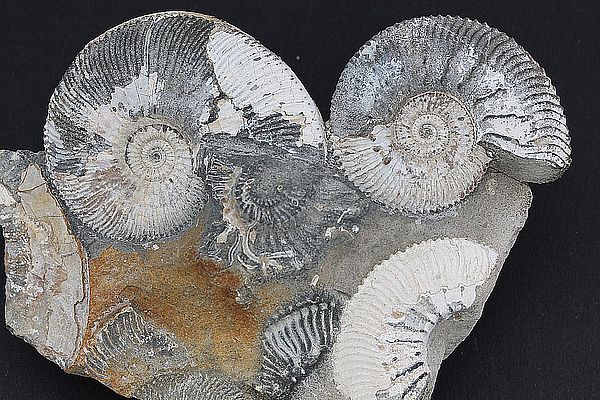 Ammoniten 3523